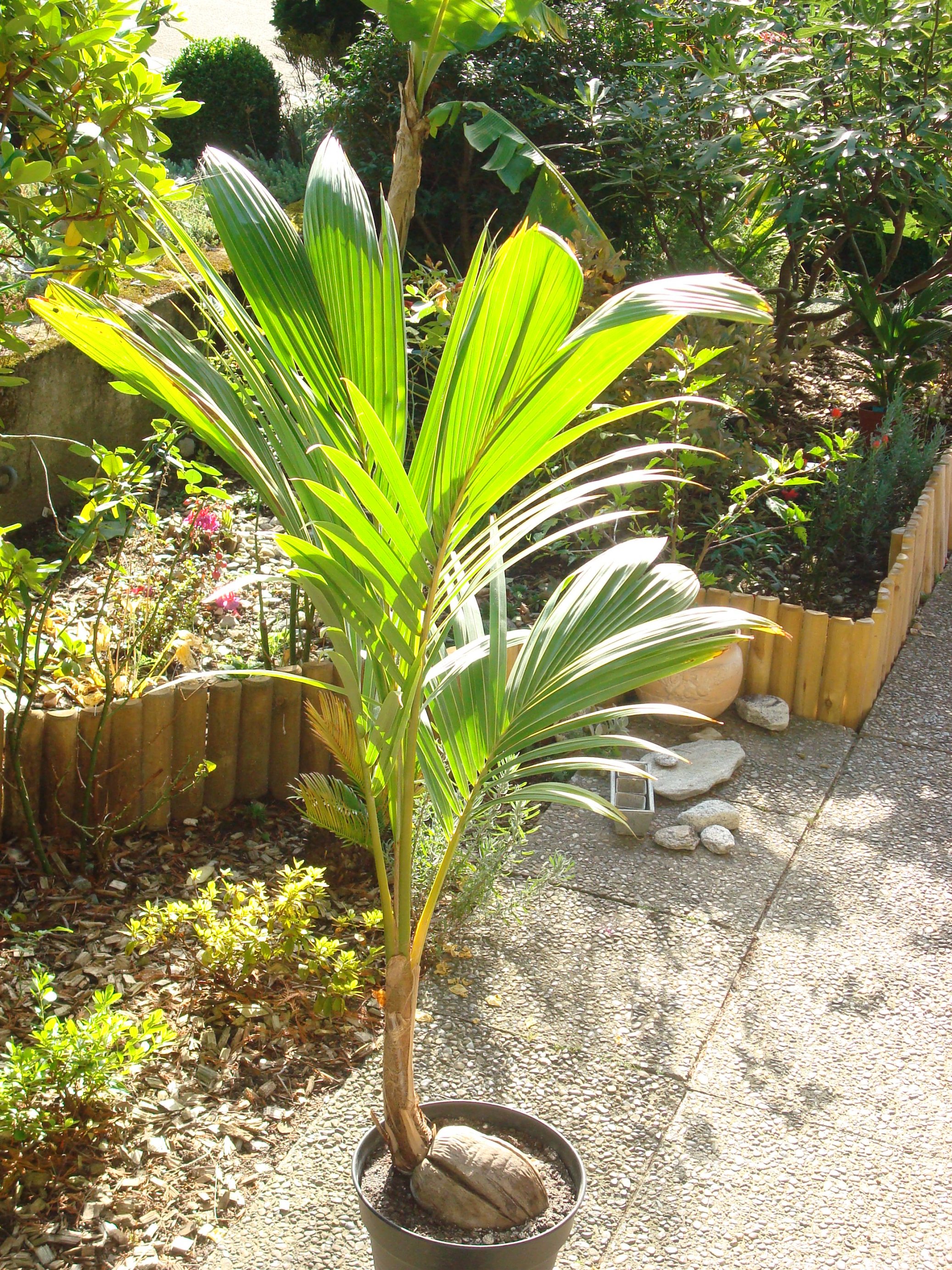 Potted Coconut Collection - DISCUSSING PALM TREES WORLDWIDE - PalmTalk